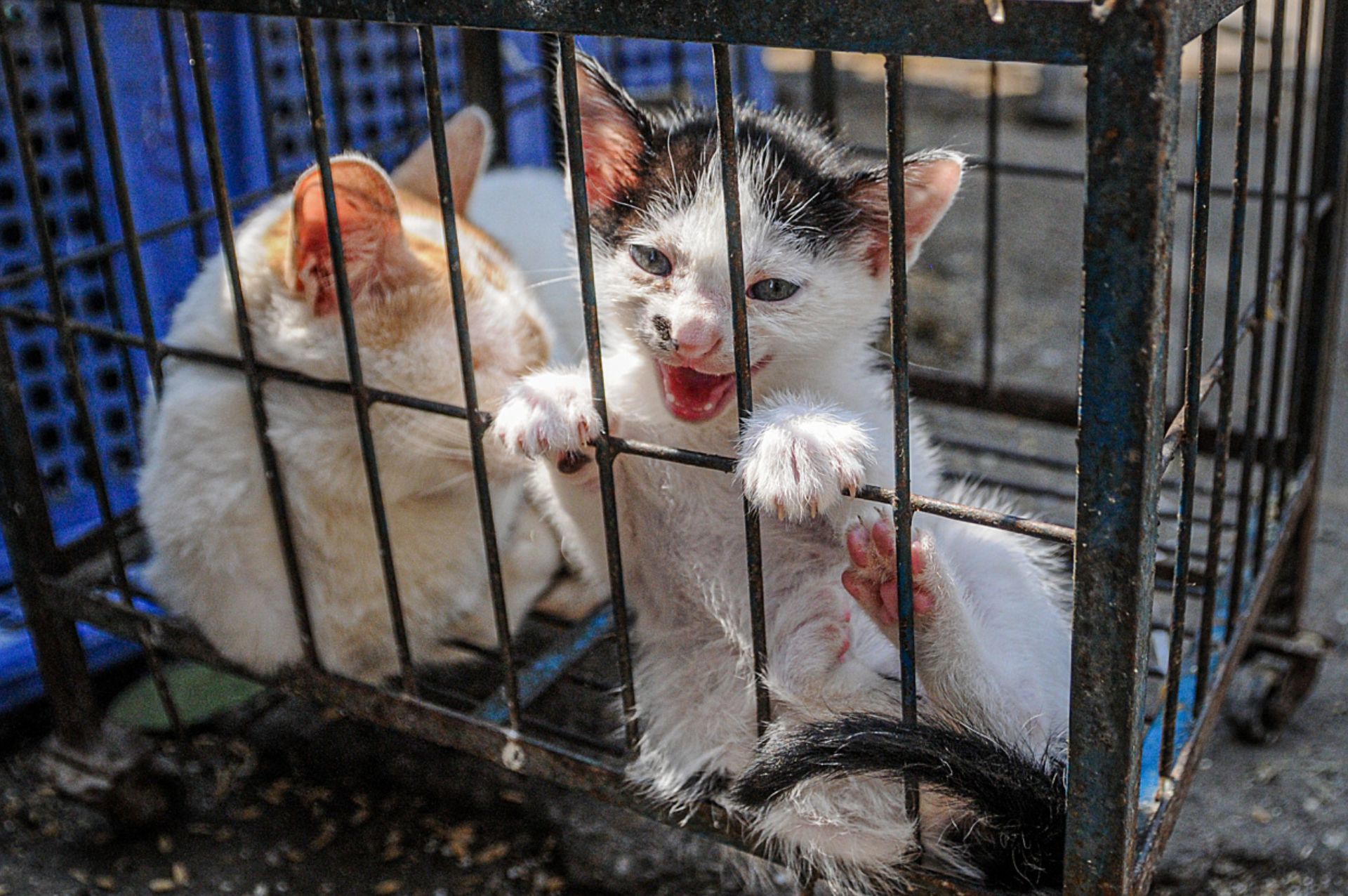 Pet Cats Are Stolen and Boiled Alive