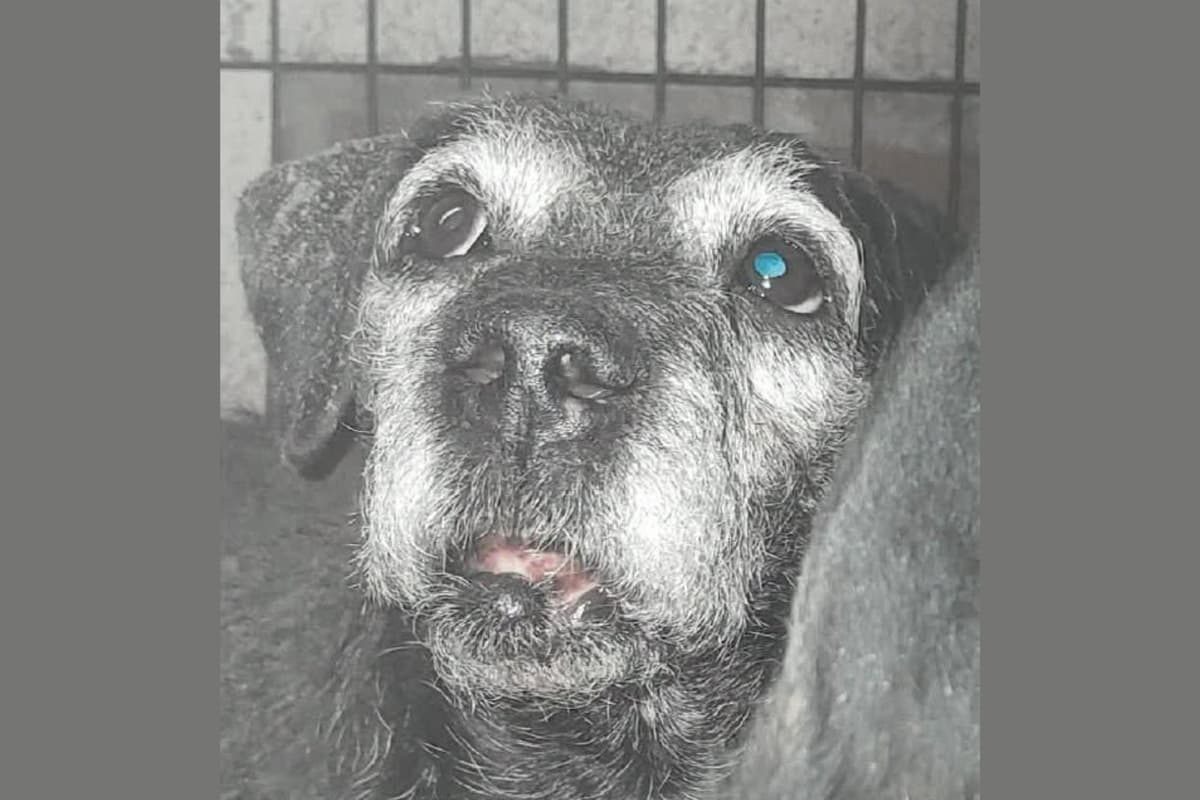 A Terrier in Derbyshire Was Left With a Torn Lip and Missing Teeth, Then Denied Help to Ease Her Pain