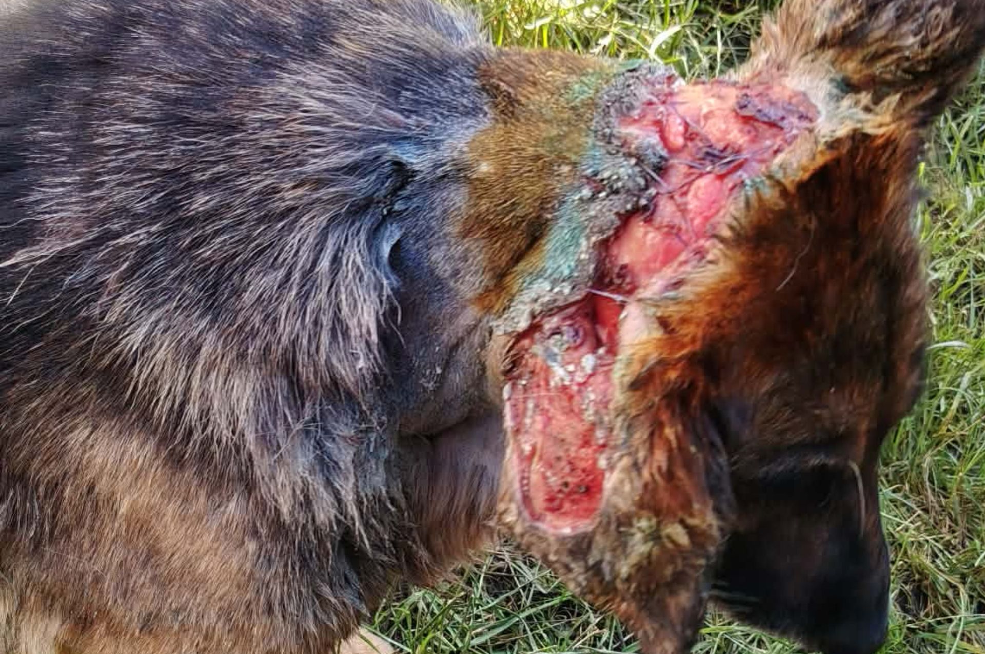 A German Shepherd Named Trooper Was Dumped at a Romanian Roadside With Maggots Eating His Open Wounds