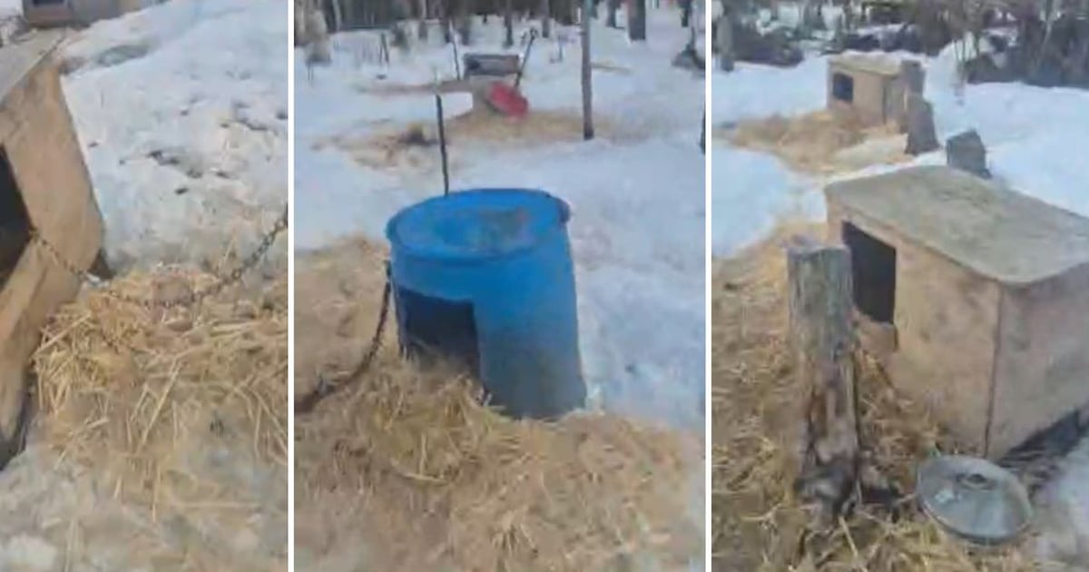 Twenty-Five Sled Dogs Starved to Death at a Caswell Lakes, Alaska Kennel and No One Came to Help
