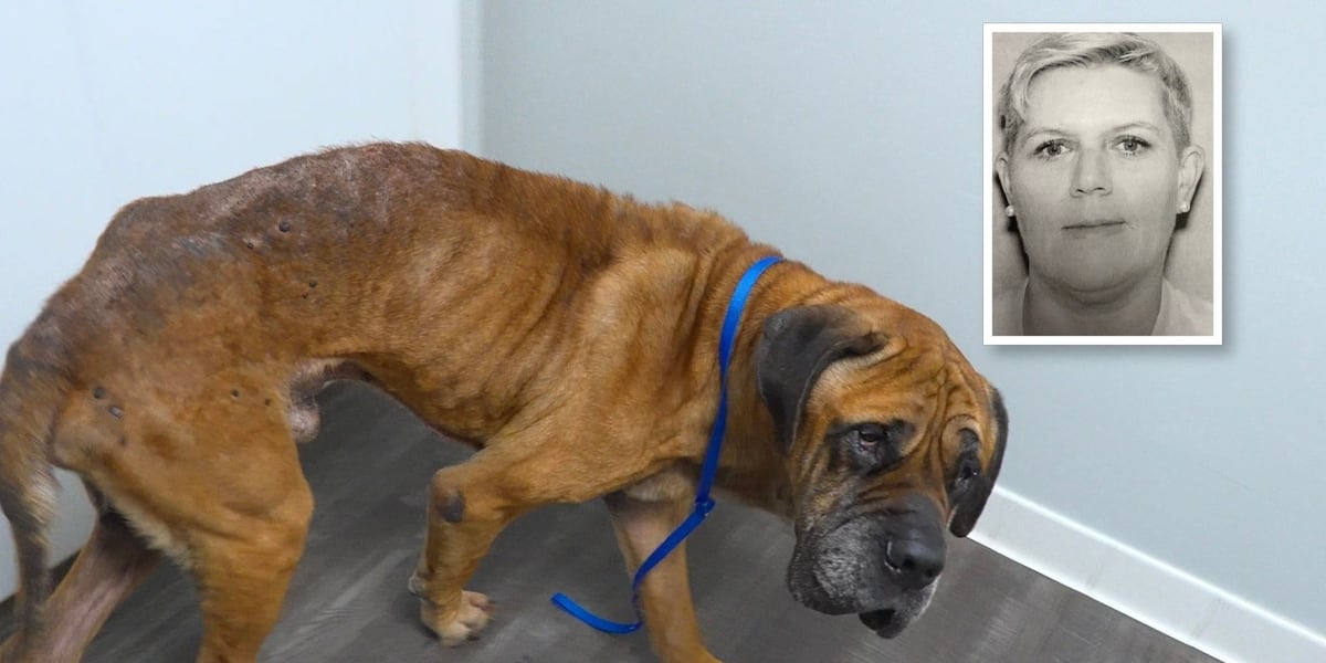 Two Dogs and a Cat Were Locked in Filthy Rooms and Left to Starve in an Abandoned Mississippi Home