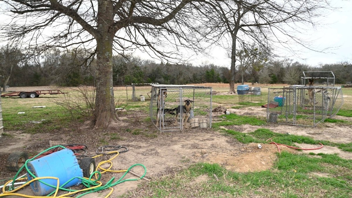 88 German Shepherds Were Found Starving in Mud-Filled Pens in Texas After a Video Showed One Dog Shot at a Tree