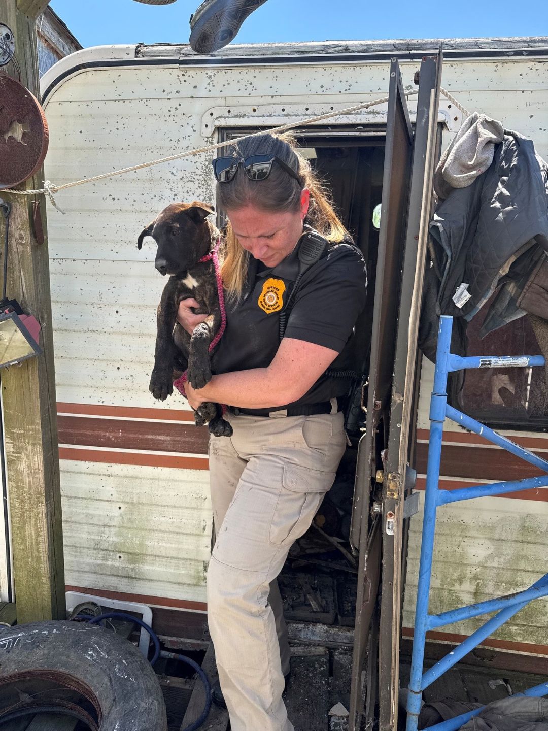 19 Dogs and Puppies Were Found Trembling in Feces-Covered Trailers Above Swampy Mud in Woodland Beach, Delaware