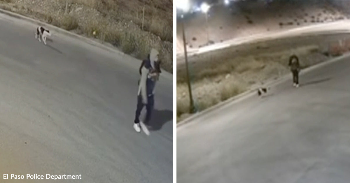 A Dog in El Paso Was Punched and Slammed to the Ground in a Video That Sickened the Public