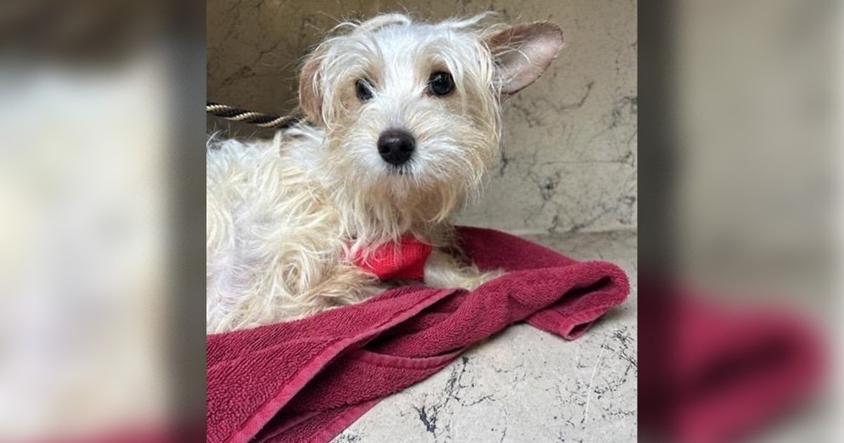 A 5-Pound Maltese Puppy Was Hurled Onto the Asphalt Twice and Beaten in Hillsborough County, Florida