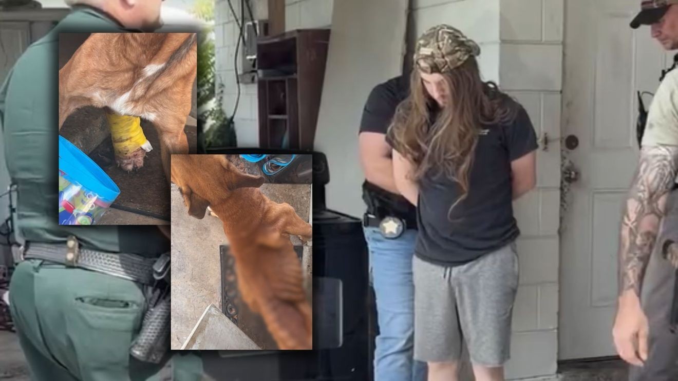 A Dog Named Chance Was Found Skin and Bones, Crawling With Fleas and Rotting From a Necrotic Leg in Brevard County, Florida