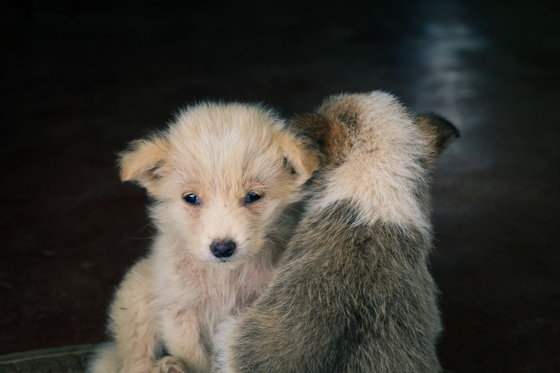 A Puppy in South Carolina Was Held Over a Fire and Dropped Into the Flames, Then Kicked as It Burned Alive