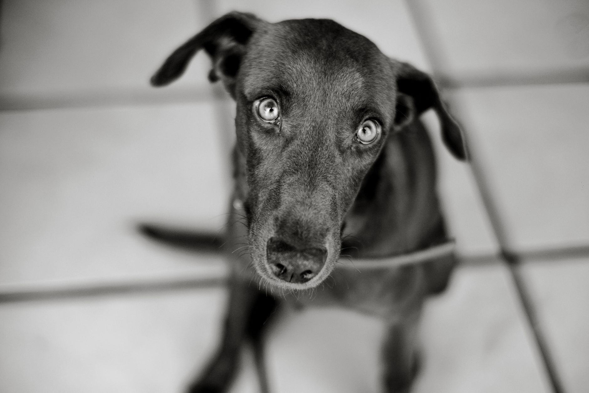 A Dog Named Boone Was Pinned Against a Balcony Railing and Beaten With a Belt in Austin, Texas
