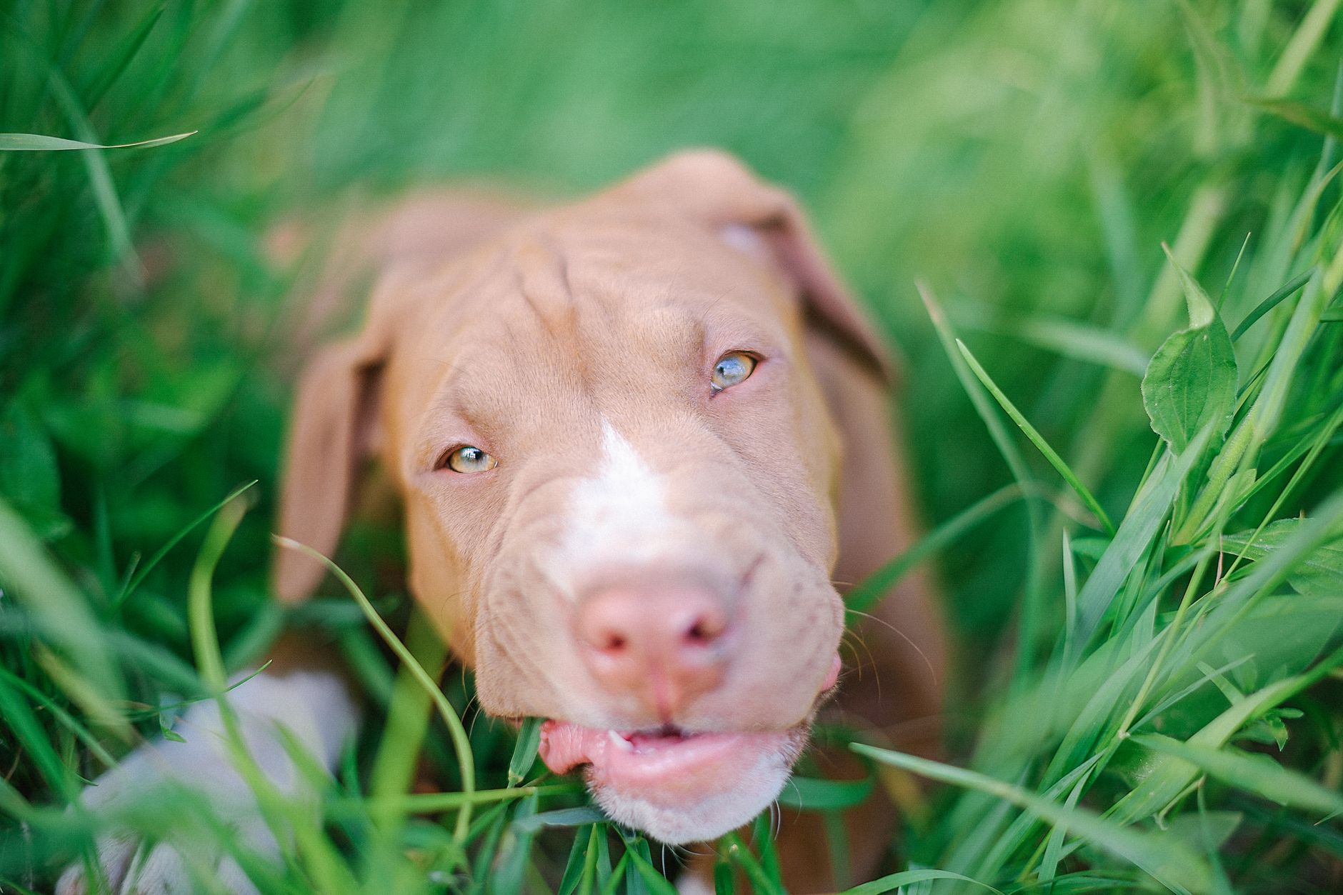 A Pit Bull Mix in Connecticut Was Sexually Abused by Its Own Owner While the Cruelty Was Filmed for Pornography
