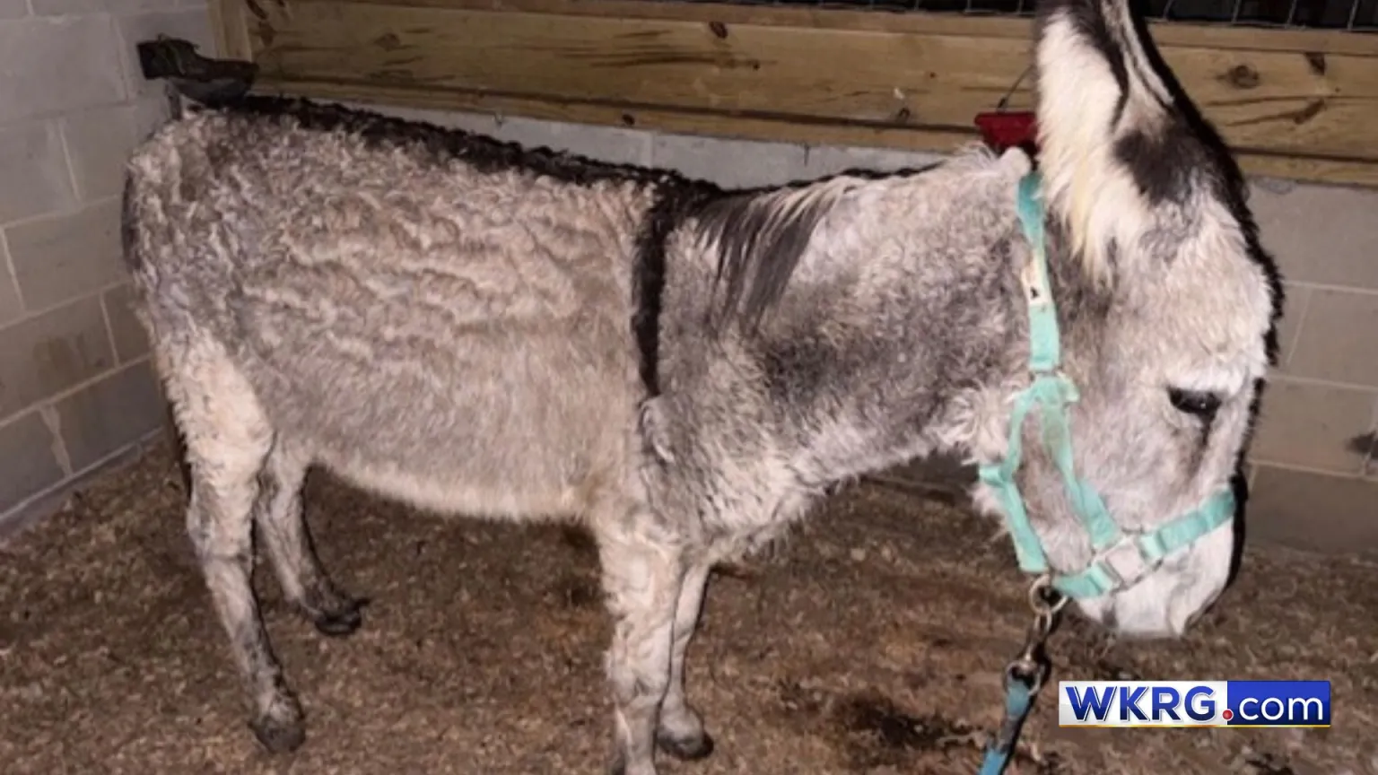 Around 70 Dogs, Two Donkeys, and a Pig Were Found Starving and Riddled With Parasites at a Florida 'Rescue'